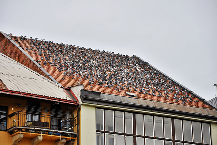 A2B Pest Control are able to install spikes to deter birds from roofs in Wandsworth. 