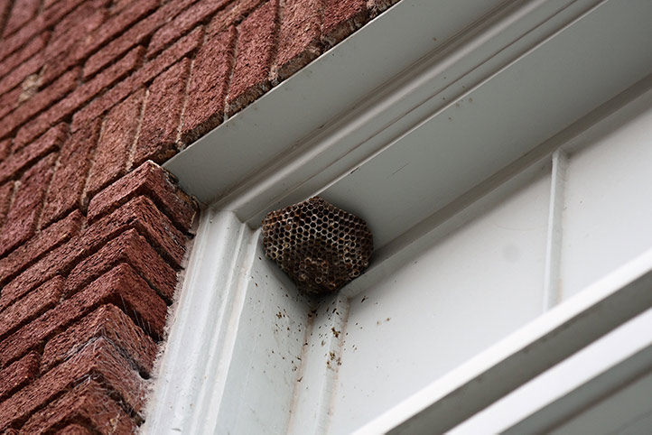 We provide a wasp nest removal service for domestic and commercial properties in Wandsworth.